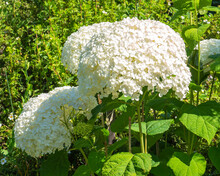Lush Blooming White Hydrangea Among The Green Foliage Of A Sunny Summer Garden Close Up