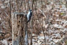 Female Downy Woodpecker Perched On A Rotten Old Stump