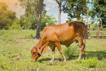 Cow feeding on a green summer pasture.