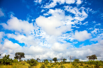 Wall Mural - African flat steppe