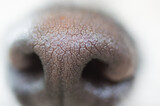 Fototapeta Dmuchawce - 白い柴犬の鼻紋