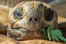 Portrait Of A Large Elephant Tortoise (Chelonoidis Elephantopus) Eats A Branch With Leaves. It Is Also Known As Galapagos Tortoise. Modern Galapagos Tortoises Can Weigh Up To 417 Kg (919 Lb).