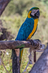 Poster - Portrait of a blue-and-yellow macaw (Ara ararauna) sitting on a branch and looking at the side. This parrots inhabits forest, woodland and savannah of tropical South America.