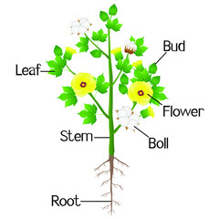 Wall Mural - Part of cotton plant on a white background.