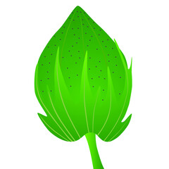 Wall Mural - A green cotton bud on a white background.