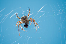 European Garden Spider, Diadem Spider, Orangie, Cross Spider Or Crowned Orb Weaver Eating Close Up