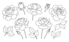 Contoured Simple Rose Flowers, Buds And Leaves Set