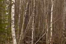 Brich Trees Texture Background