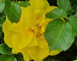 yellow flowers on green leaves