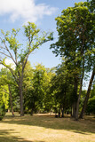 Fototapeta Na ścianę - trees in the park