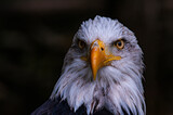 American eagle