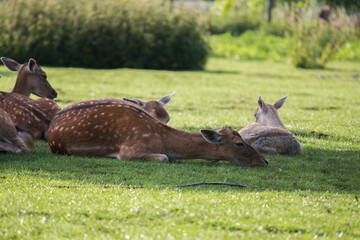 Female fallow deer (Dama dama) napping in the shade on a warm summer day