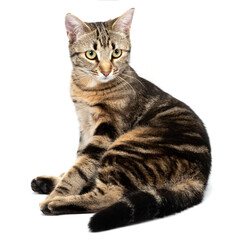 Wall Mural - Lying cat tabby isolated on white background.