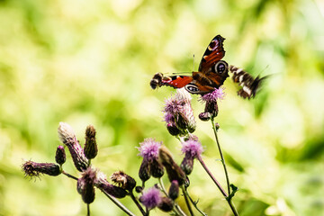 Wall Mural - The peacock butterfly