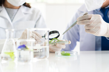scientist wearing gloves doing experiment on plant to make new drug and skin care in biotechnology l