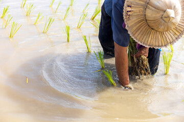 Wall Mural - farmer work. rice seedlings are ready for planting with soft-focus and over light in the background