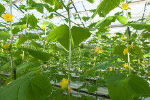 Cucumber Flower In Big Industrial Greenhouse