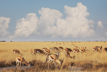 springbok