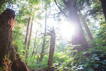 Poster - Summer forest