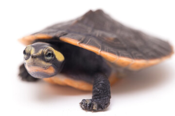 Wall Mural - Red-bellied Shortneck Turtle (Emydura subglobosa) isolated on white background
