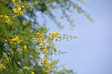 Vachellia Nilotica Or Gum Arabic Flowers