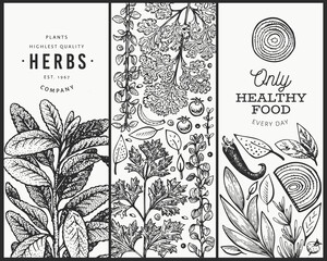 Wall Mural - Culinary herbs banner template. Hand drawn vintage botanical illustration. Engraved style. Vintage food background.