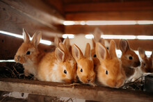 Close Up Of Baby Rabbits At An Eco Farm
