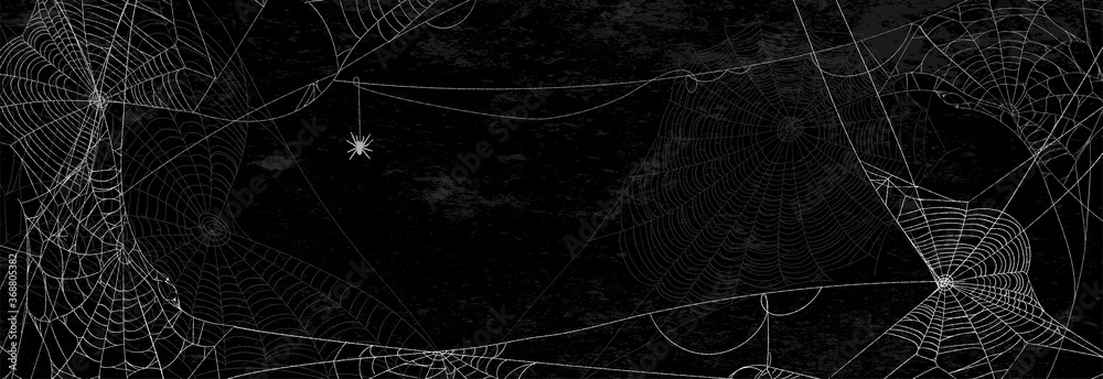 Spider webs on black wall - halloween banner with spider on dark background. - obrazy, fototapety, plakaty 