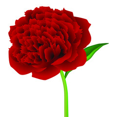 Wall Mural - Red peony flower with leaf isolated on white background.