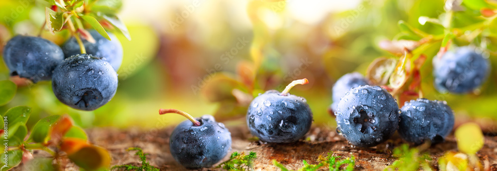 Fresh and ripe blueberries with green leaves growing in a forest. Concept of healthy and organic food. - obrazy, fototapety, plakaty 