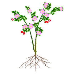 Wall Mural - A rose hip with flowers and berries on a white background.