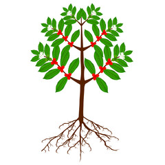 Wall Mural - Coffee tree with roots, berries and flowers on a white background.