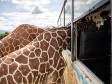 Close Up Giraffe Face When Eat Food From People On A Bus.