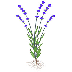 Wall Mural - Lavender plant with roots on a white background.