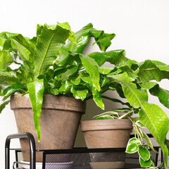 Microsorum musifolium plants on shelf in front of gray wall. Crocodile ferns.