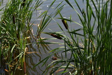 Big Reeds On The Pond