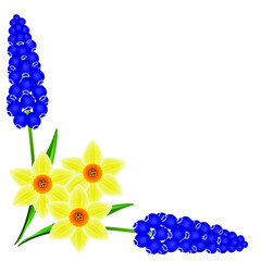 Wall Mural - Corner with hyacinths of muscarinic blue grapes and daffodil on a white background.