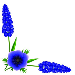 Wall Mural - Corner with hyacinths of muscarinic blue grapes and anemone flower on a white background.