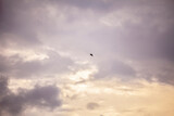 Fototapeta Na sufit - birds in the sky