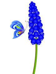 Wall Mural - Blue muscari with butterfly isolated on white background.