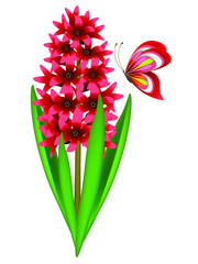 Wall Mural - red hyacinth with butterfly isolated on white background.