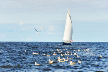 Blue sloop rigged yacht sailing in an open Baltic sea on a clear day, flying seagulls close-up. Riga bay, Latvia. Cruise, sport, recreation, leisure activity concepts