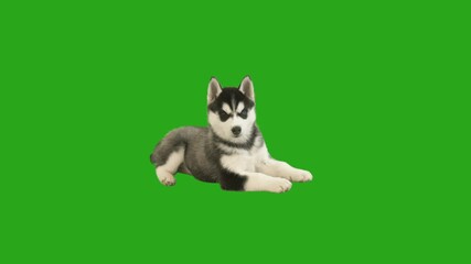 Wall Mural - husky puppy on green screen