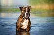 brindle american staffordshire terrier funny dog ​​walk playing in water
