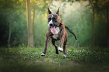 Brindle American Staffordshire Terrier Cute Kind Dog Walking In The Park On A Green Meadow
