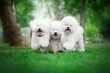 bichon frize cute dog white wool fun walk in the park
