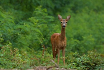 Wall Mural - Roe deer in the woods