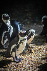 Wall Mural - group of African penguins in wildlife park