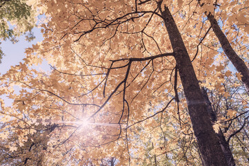 Wall Mural - nature autumn background with foliage