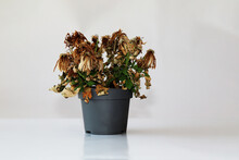 Dried Plant In A Pot On A Gray Background. The Flower Wilted In The Pot. The Indoor Flower Is Dry. Close-up View.